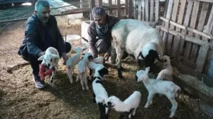 Tek batında 9 yavru doğurdu