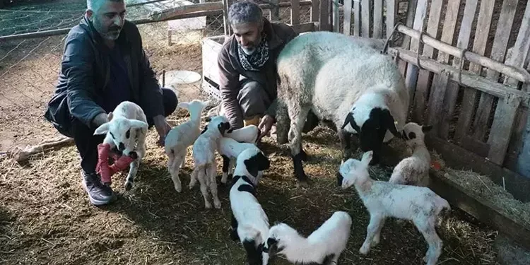 Tek batında 9 yavru doğurdu