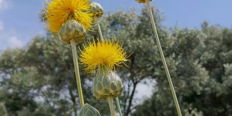 'Tülüşah'ı koparmanın cezası 557 bin TL