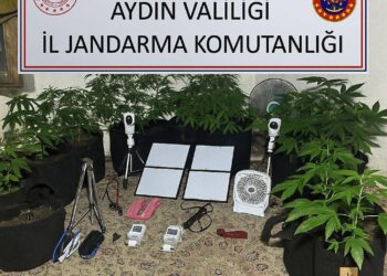 Üniversite öğrencisi kenevir yetiştirirken yakalandı