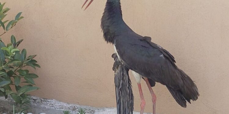 İncirliova’da kanadı kırık leylek son anda kurtarıldı