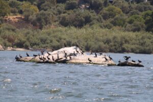 Bafa Gölü Tabiat Parkı jandarma timleri ile güvende