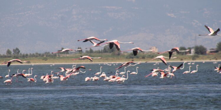 Bafa Gölü Tabiat Parkı jandarma timleri ile güvende