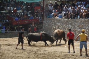 Aydın’ın Germencik ilçesinde 28’incisi düzenlenen geleneksel Çamköy Boğa Güreşi Festivalinden
