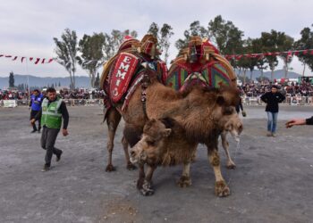 İncirliova yılın ilk deve güreşine hazır