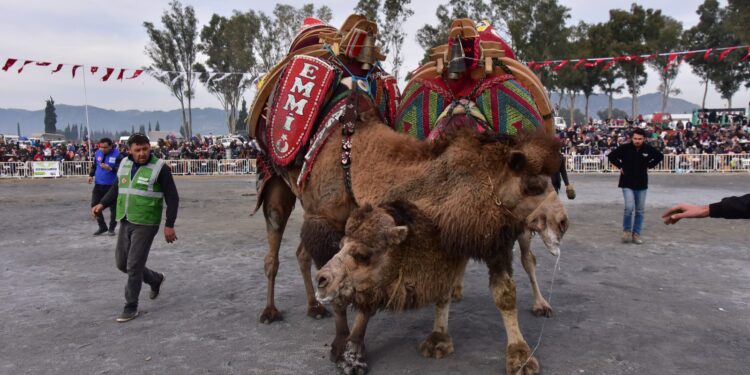 İncirliova yılın ilk deve güreşine hazır