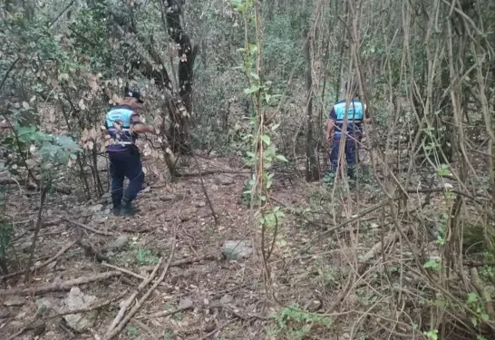 Yaban domuzlarının götürdüğü çantayı jandarma buldu