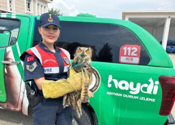 İncirliova’da ‘Puhu Kuşu’ bulundu