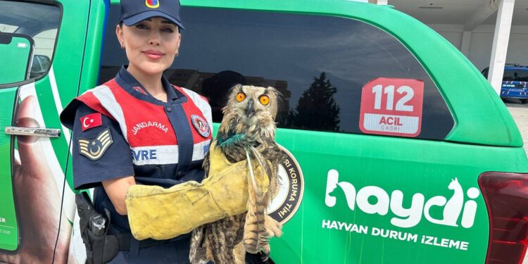 İncirliova’da ‘Puhu Kuşu’ bulundu