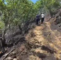 Yemek ısıtmak için yakılan ateş incir bahçesini yaktı