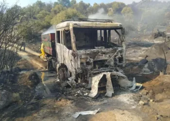 bozdoğan, yangın, 100 hektar, zarar, son dakika, aydın,