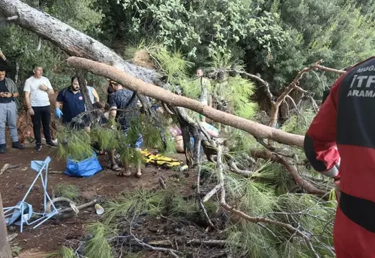 Kuvvetli rüzgar ağaç devrildi