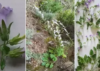 Aydın'da yeni bir bitki türü keşfedildi