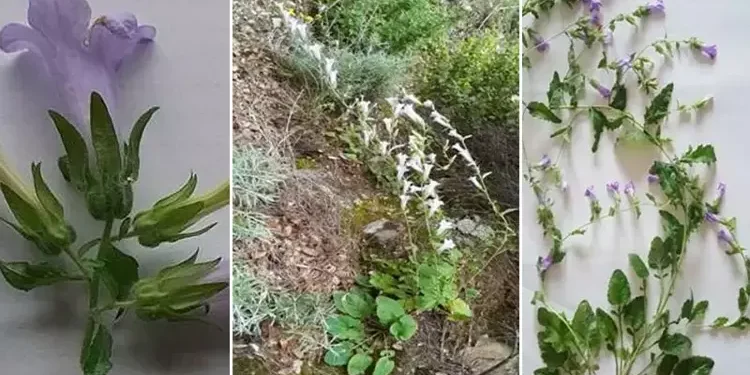 Aydın'da yeni bir bitki türü keşfedildi