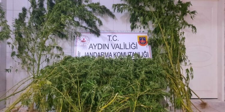 Germencik’te 167 kök Hint keneviri ele geçirildi