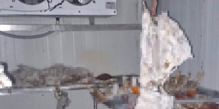 Aydın’da skandal kasap dükkanı temizlendi