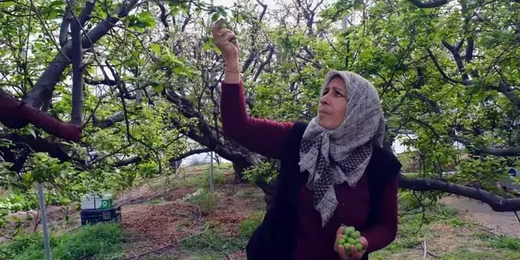 Erkenci erik kilosu 8 bin liraya alıcı buldu