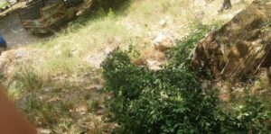 Aydın’da defne ağacı kesen 3 şüpheli yakalandı