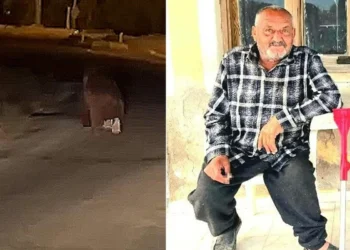 seferihisar da balkonda uyuyan adama ayi saldirisi hayatini kaybetti