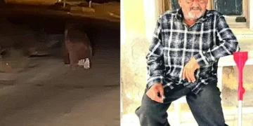 seferihisar da balkonda uyuyan adama ayi saldirisi hayatini kaybetti