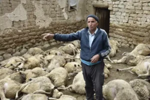 Sivas merkeze bağlı Gözmen köyünde ağıla giren kurtlar, 66 küçükbaşı