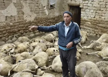 Köye inen kurt, 66 küçükbaşı öldürdü