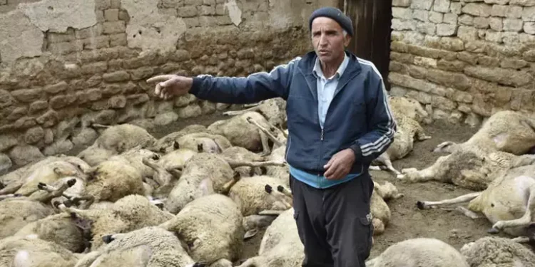 Köye inen kurt, 66 küçükbaşı öldürdü