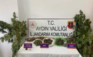 İncirliova’da mısır tarlasında sakladığı uyuşturucuyla yakalandı