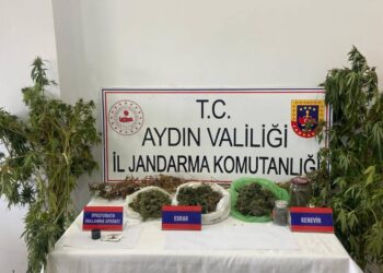 İncirliova’da mısır tarlasında sakladığı uyuşturucuyla yakalandı