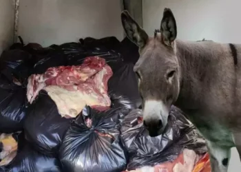 Vatandaşa en çok at ve eşek etinin yedirildiği 5 il