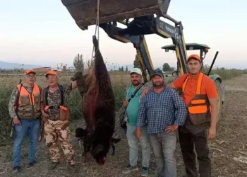 300 kiloluk domuz avladılar