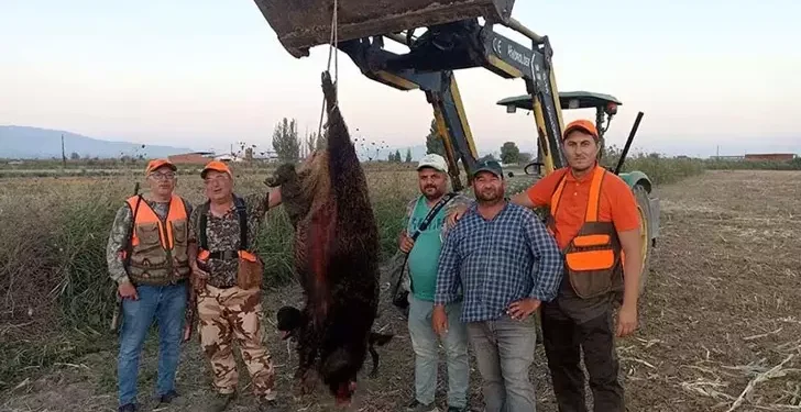 300 kiloluk domuz avladılar