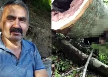 Üzerine devrilen dev ağaç sonu oldu